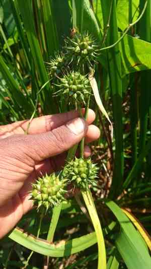 Broadfruit bur-reed(Sparganium eurycarpum)