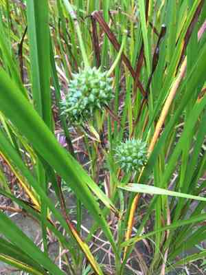 Broadfruit bur-reed(Sparganium eurycarpum)
