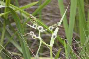Broadfruit bur-reed(Sparganium eurycarpum)