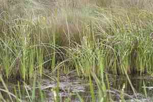 Broadfruit bur-reed(Sparganium eurycarpum)