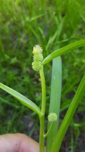 Northern bur-reed(Sparganium glomeratum)
