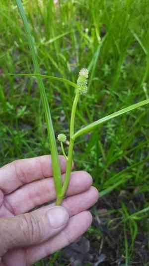 Northern bur-reed(Sparganium glomeratum)