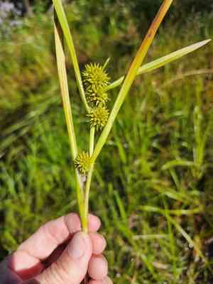 Northern bur-reed(Sparganium glomeratum)