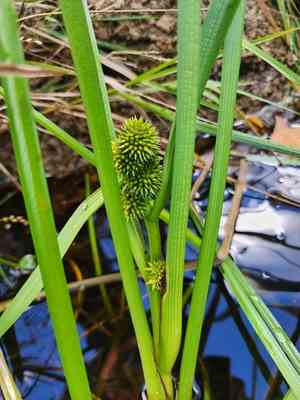 Northern bur-reed(Sparganium glomeratum)