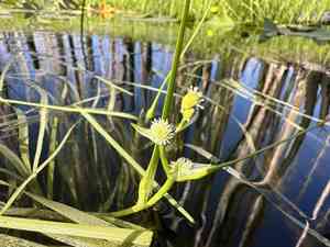 Least bur-reed(Sparganium natans)
