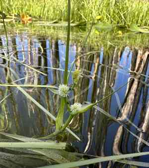Least bur-reed(Sparganium natans)