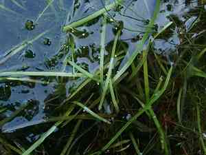 Least bur-reed(Sparganium natans)