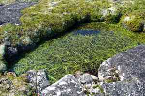 Least bur-reed(Sparganium natans)