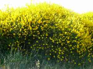 Spanish broom(Spartium junceum)