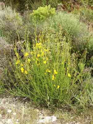Spanish broom(Spartium junceum)