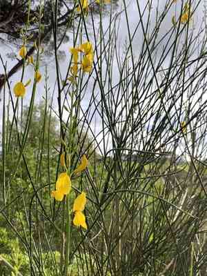 Spanish broom(Spartium junceum)