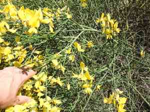 Spanish broom(Spartium junceum)