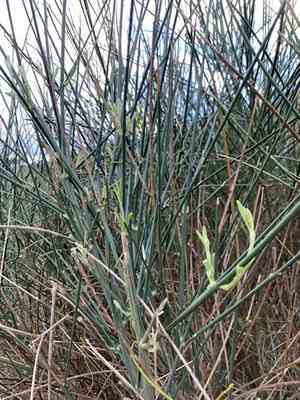 Spanish broom(Spartium junceum)