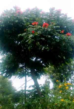 African tulip tree(Spathodea campanulata)