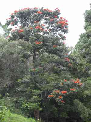 African tulip tree(Spathodea campanulata)
