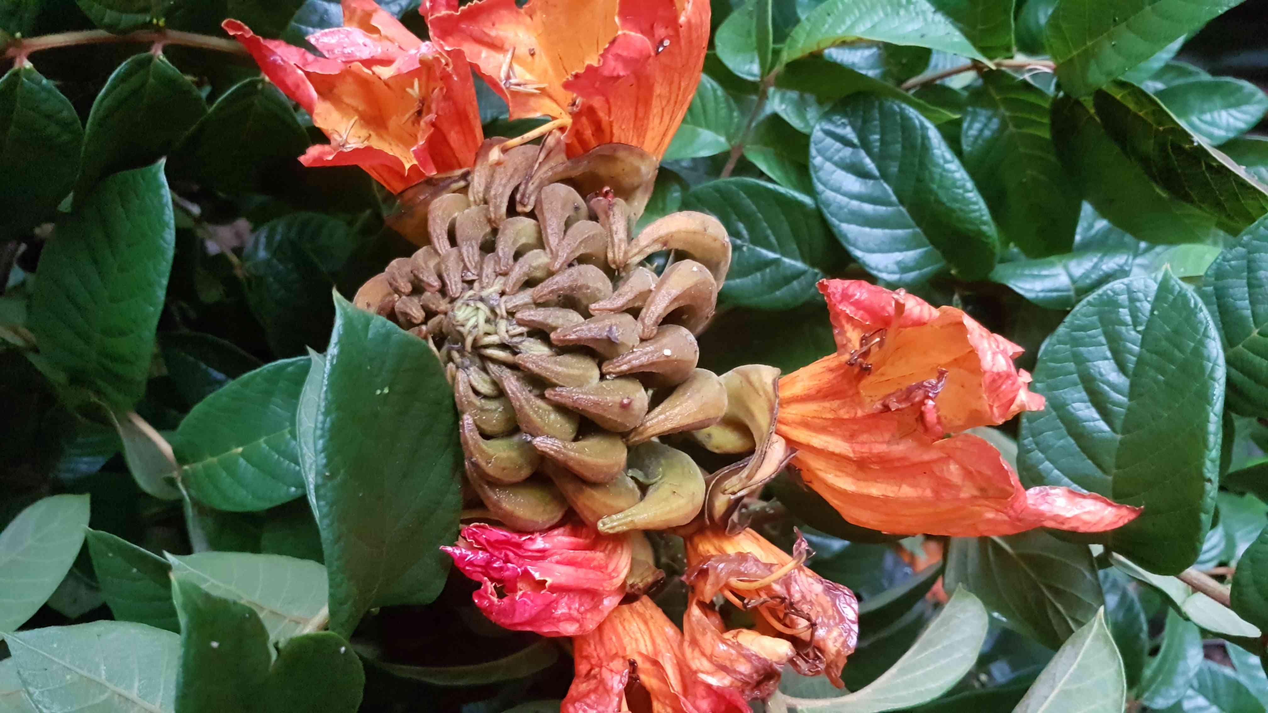 African tulip tree(Spathodea campanulata)