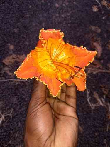 African tulip tree(Spathodea campanulata)