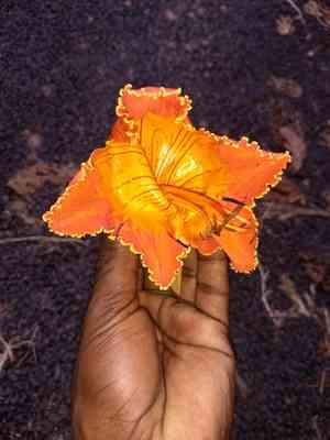 African tulip tree(Spathodea campanulata)