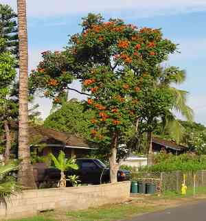 African tulip tree(Spathodea campanulata)