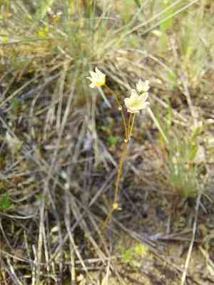 Wingstem spurry(Spergula pentandra)