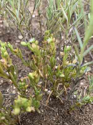 Canadian sandspurry(Spergularia canadensis)