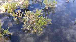Canadian sandspurry(Spergularia canadensis)