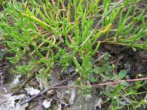 Canadian sandspurry(Spergularia canadensis)
