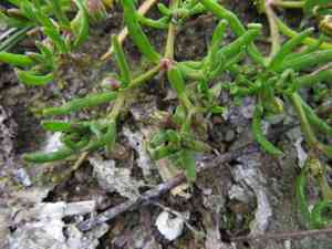 Canadian sandspurry(Spergularia canadensis)