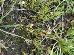 Lesser sea spurrey(Spergularia marina)