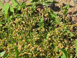 Lesser sea spurrey(Spergularia marina)