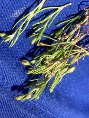 Lesser sea spurrey(Spergularia marina)