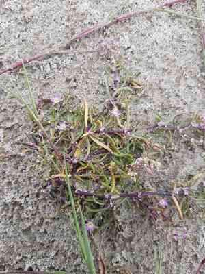 Lesser sea spurrey(Spergularia marina)