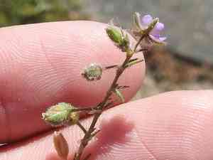 Red sandspurry(Spergularia rubra)