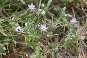 Red sandspurry(Spergularia rubra)