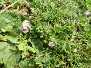 sandspurrys (Spergularia)(Spergularia)