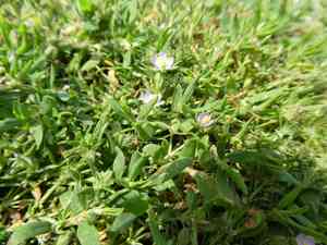 sandspurrys (Spergularia)(Spergularia)