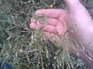 sandspurrys (Spergularia)(Spergularia)