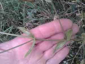 sandspurrys (Spergularia)(Spergularia)