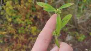 Smooth false buttonweed(Spermacoce glabra)
