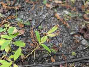 Smooth false buttonweed(Spermacoce glabra)
