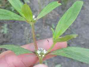 Smooth false buttonweed(Spermacoce glabra)