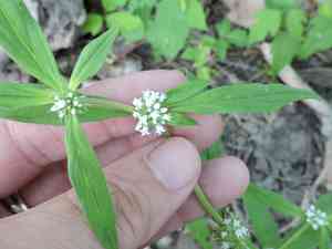 Smooth false buttonweed(Spermacoce glabra)