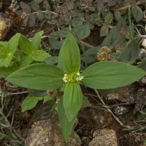 Purple leaved button weed(Spermacoce ocymoides)