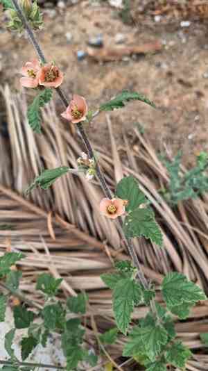 Latin globemallow(Sphaeralcea bonariensis)