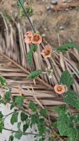 Latin globemallow(Sphaeralcea bonariensis)
