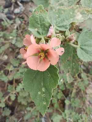 Latin globemallow(Sphaeralcea bonariensis)