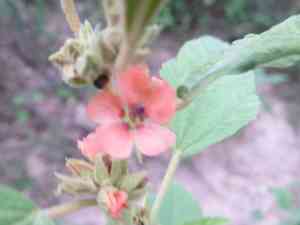Latin globemallow(Sphaeralcea bonariensis)