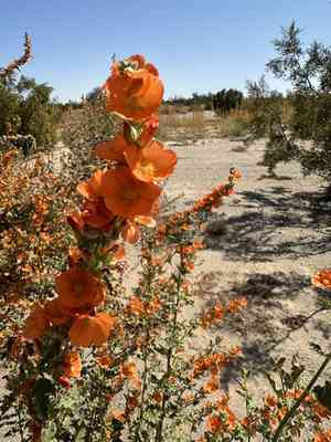 Coulter's globemallow(Sphaeralcea coulteri)