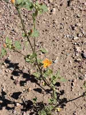 Coulter's globemallow(Sphaeralcea coulteri)