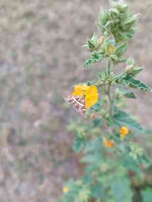 Coulter's globemallow(Sphaeralcea coulteri)